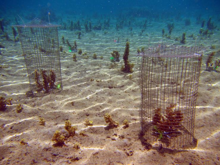 <p>Cages fabricated on the sea floor allow experimentation to understand the role of seaweeds in protecting corals from attack by crown-of-thorns sea stars. (Credit: Cody Clements, Georgia Tech)</p>