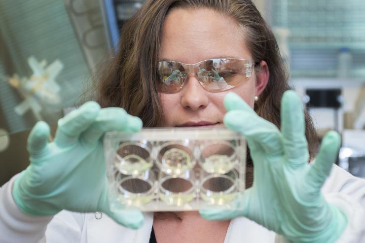<p>Jessica Weaver, a postdoctoral researcher in Georgia Tech’s Woodruff School of Mechanical Engineering, holds a multiwell plate containing hydrogels with pancreatic islet cells. (Credit: Christopher Moore, Georgia Tech)</p>