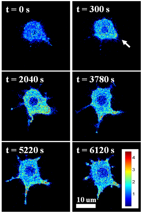 <p>This image, produced with HyPer-Tau, shows the activation of macrophages in response to intracellular hydrogen peroxide that is generated in response to a bacterial toxin. (Credit: Tatiana Netterefield, Georgia Tech)</p>
