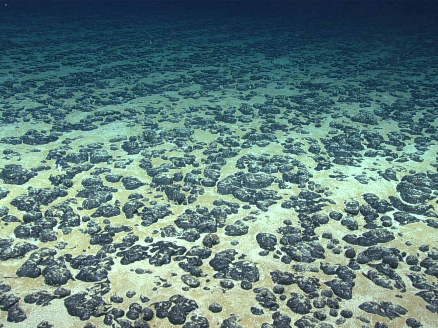 Polymetallic nodules containing certain critical minerals can be found scattered across the seabed in some parts of the ocean. Here, manganese nodules found off the Southeastern U.S. in 2019.