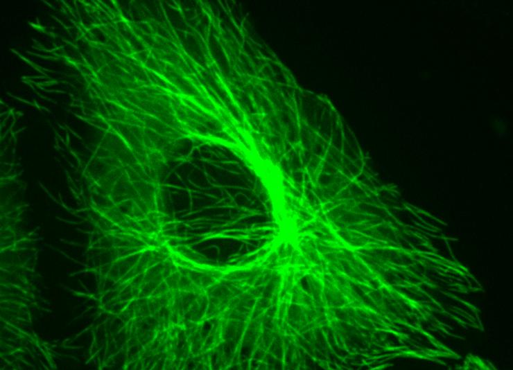<p>Image shows a Vero cell that was first grown on the surface of a mirror and then fluorescently stained to show the microtubules, which are part of the cell cytoskeleton. (Credit: Eric Alonas, Georgia Tech)</p>