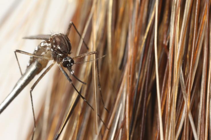 <p>Close-up image shows a mosquito with a horsetail. (Credit: Candler Hobbs, Georgia Tech)</p>