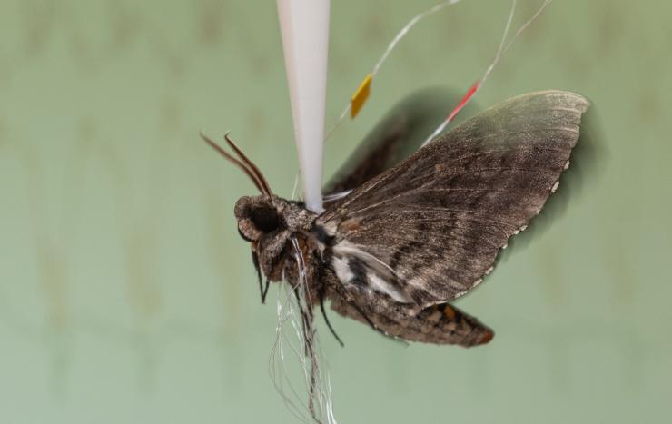 A hawk moth (Manduca sexta) flaps its wings as tiny wires transmit the signals produced by its muscles to a computer for analysis. The research showed that millisecond changes in timing of the action potential spikes conveys the majority of information the moth uses to coordinate the muscles in its wings. (Credit: Rob Felt, Georgia Tech)