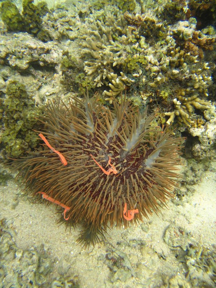 <p>To track individual sea stars as they moved through coral reef ecosystems, Georgia Tech researchers tagged them. (Credit: Cody Clements, Georgia Tech)</p>