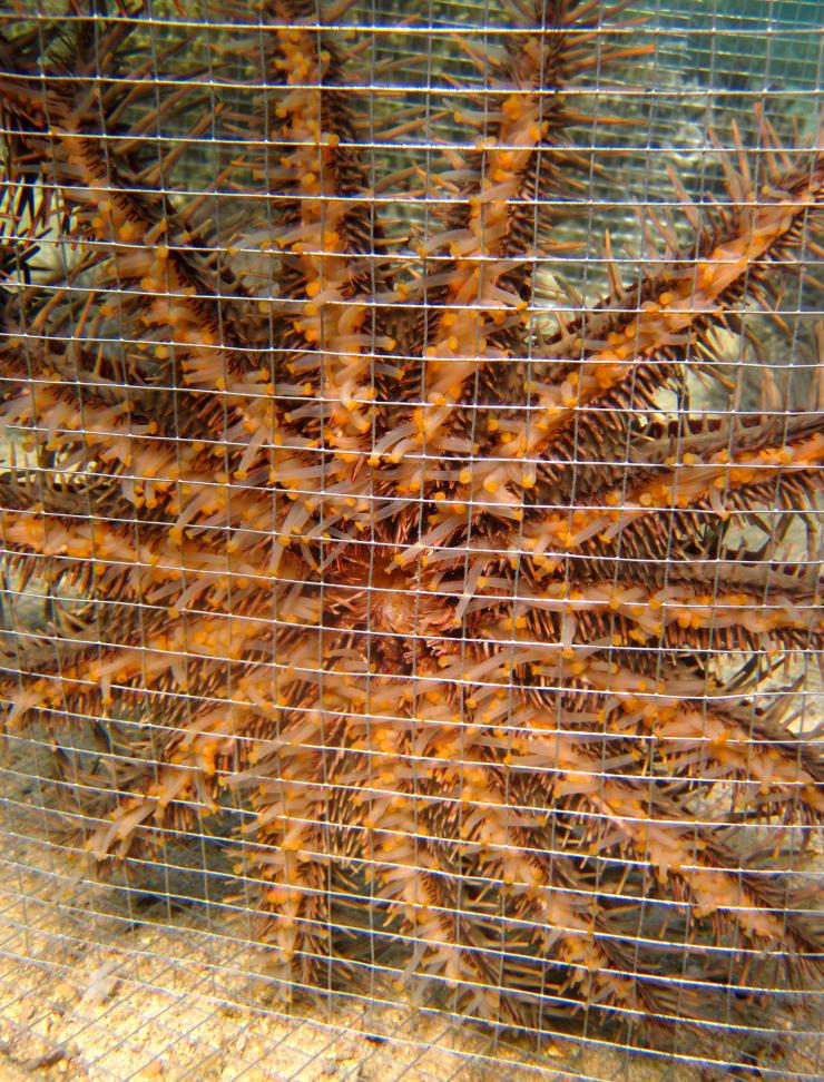 <p>A crown-of-thorns sea star is shown in a cage used to hold the animals prior to release at the border of a marine protected area in the Fiji Islands. (Credit: Cody Clements, Georgia Tech)</p>