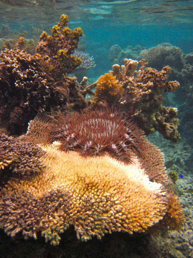 <p>A crown-of-thorns sea star is shown on a coral reef in the Fiji Islands. Researchers found that the sea stars are a threat to small marine protected areas. (Credit: Cody Clements, Georgia Tech)</p>