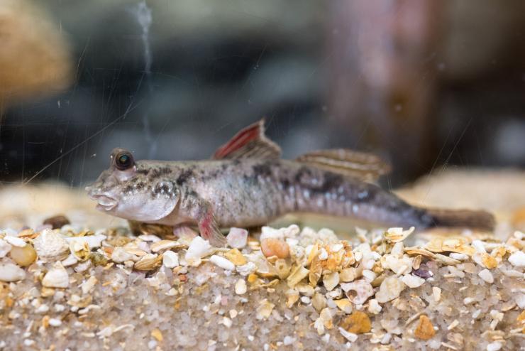 <p>Researchers studied the motion of mudskippers to understand how early terrestrial animals might have moved about on mud and sand. This animal was photographed at the Georgia Aquarium in Atlanta.  (Credit: Rob Felt, Georgia Tech)</p>