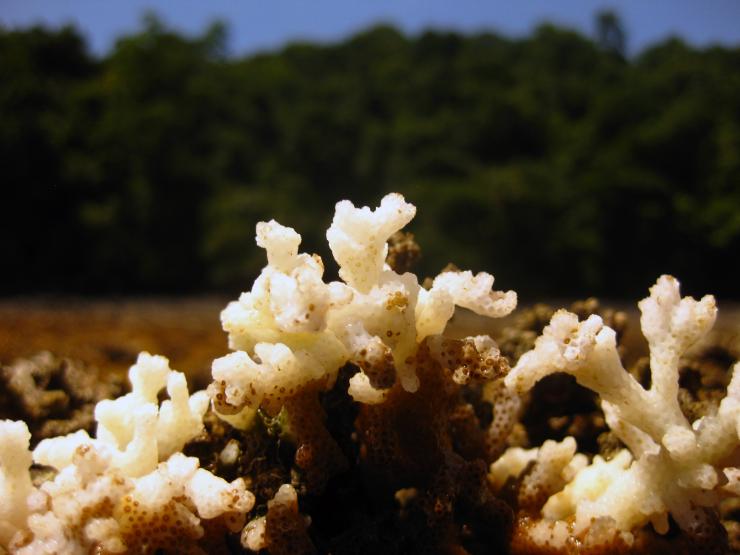<p><em>Pocillopora</em> coral in Panamá dying from desiccation during the 2010 La Niña event. Credit: Lauren Toth.  </p>