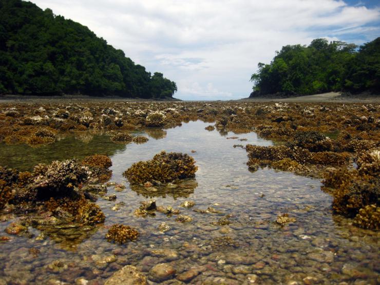 <p>An exposed coral reef in Panamá. Exposures during La Niña events, such as this one in 2010, kill the corals en masse. Frequent La Niña-like events helped drive a long-term collapse of reef ecosystems across the Pacific, which began around 4000 years ago and lasted 2500 years. Credit: Lauren Toth.  </p>