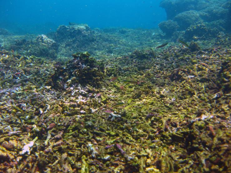<p>A dead <em>Pocillopora</em> reef in Pacific Panamá. This image of interrupted reef growth represents what reefs throughout Pacific Panamá may have looked like when reef development shut down at the onset of the hiatus around 2,500 years ago. Credit: Lauren Toth.</p>
