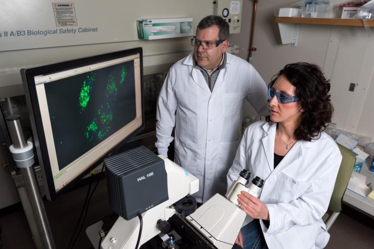 <p>Using strands of nucleic acid, scientists have demonstrated basic computing operations inside a living mammalian cell. Shown examining a cellular “AND” gate are associate professor Philip Santangelo and research scientist Chiara Zurla. (Credit: Rob Felt, Georgia Tech)</p>