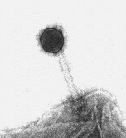 <p>Cyanophage isolate S-PM2 is an example of a commonly occurring virus that infects marine cyanobacteria, photosynthetic microbial cells that have a ubiquitous distribution in the oceanic photic zone. This particular virus was isolated in the English Channel off Plymouth, England. (Credit: Willie Wilson, Sir Alister Hardy Foundation for Ocean Science)</p>