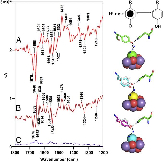 Metal cluster and tyrosine at the core of O2 creation in photosystem II