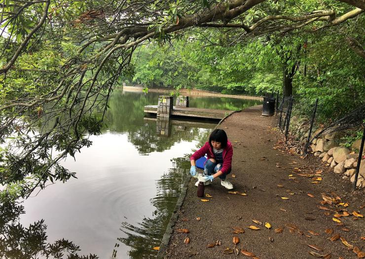 <p>Georgia Tech Ph.D. student Xian Yang takes a sample of water from Lake Clara Meer in Atlanta’s Piedmont Park. Bacteria from the lake were among those studied as competitors to Pseudomonas fluorescens SBW-25 in the study of adaptive radiation. (Credit: Qianna Xu, Georgia Tech)</p>