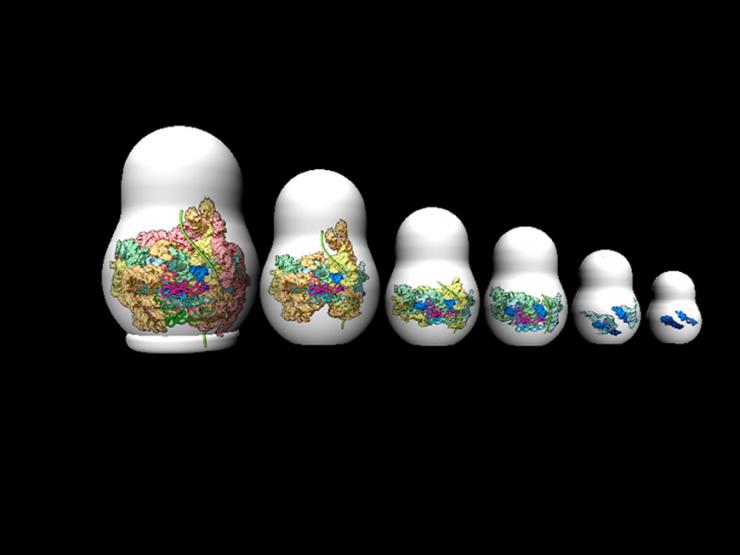 <p>The ribosome grew by accretion of new RNA onto old RNA in a process reminiscent of nested Russian dolls. The most ancient part of the ribosome contains small RNA fragments and is represented by the smallest doll. Ever more recent additions to the ribosome increased its functionality, and are represented on dolls of increasing size. The largest doll represents the ribosomal RNA that is shared by all current forms of life. (Credit: Nick Hud)</p>