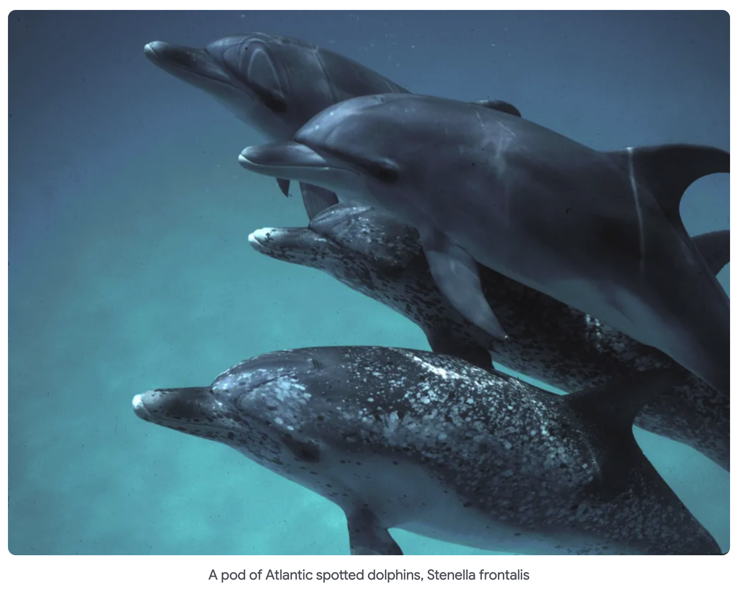 Dolphins