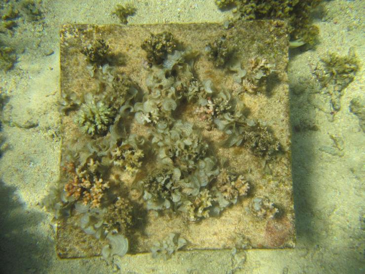 <p>Researcher Cody Clements started individual coral cultures in plastic bottlenecks and screwed them onto the bottle caps, which were cemented into the concrete tables. Credit: Georgia Tech / Cody Clements</p>