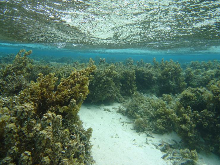 <p>Corals exude chemical defenses against bacteria, but when heated in the lab, those defenses lost much potency against a pathogen common in coral bleaching. There's hope: A key coral's defense was heartier when that coral was taken from an area where fishing was banned and plenty of fish were left to eat away seaweed that was overgrowing corals elsewhere.</p>