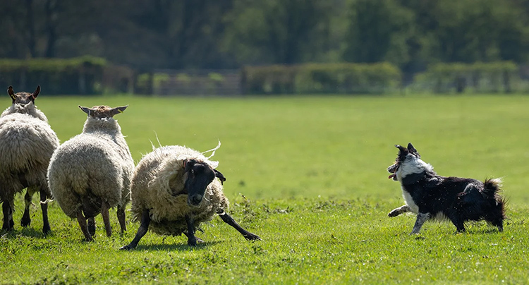 Sheepdog herding seep