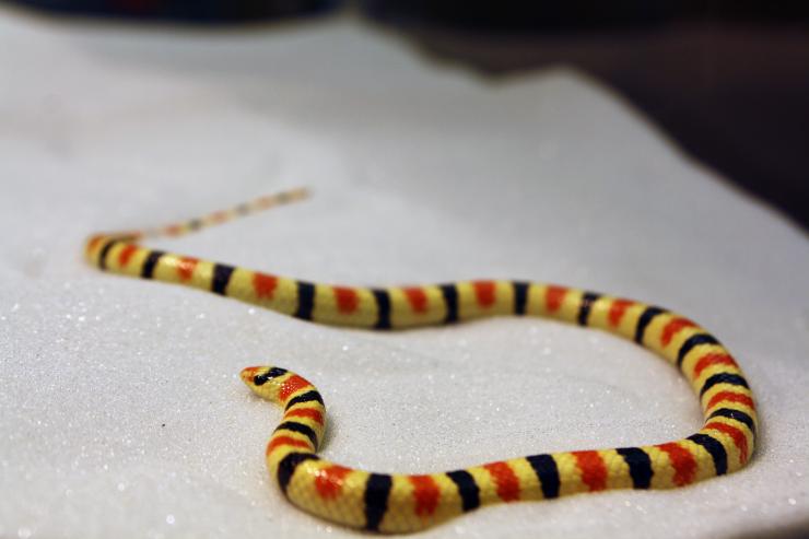 <p>The shovel-nosed snake, which is found in the Mojave Desert of the southeast United States, has an elongated body and low-friction skin, which allow it to swim through sand rapidly and efficiently. It is shown here in a bed of sand in a Georgia Tech laboratory. (Credit: Perrin Schieber)</p>