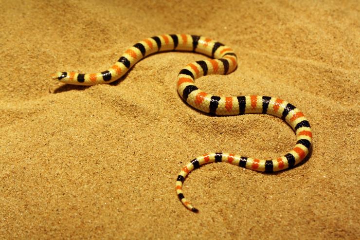 <p>The shovel-nosed snake, which is found in the Mojave Desert of the southeast United States, has an elongated body and low-friction skin, which allow it to swim through sand rapidly and efficiently. It is shown here in a bed of sand in a Georgia Tech laboratory. (Credit: Perrin Schieber)</p>