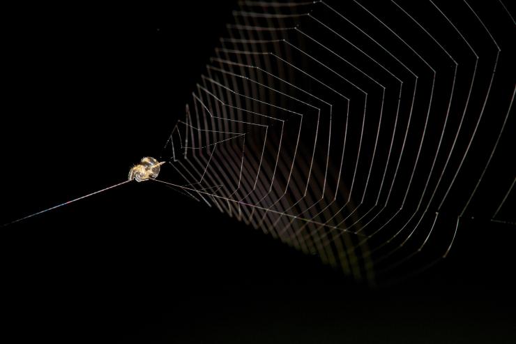 A slingshot spider is ready to launch its cone-shaped web at a flying insect. To do so, the spider will release a bundle of silk, allowing the tension line to release and catapult both the spider and the web. (Credit: Lawrence E. Reeves)