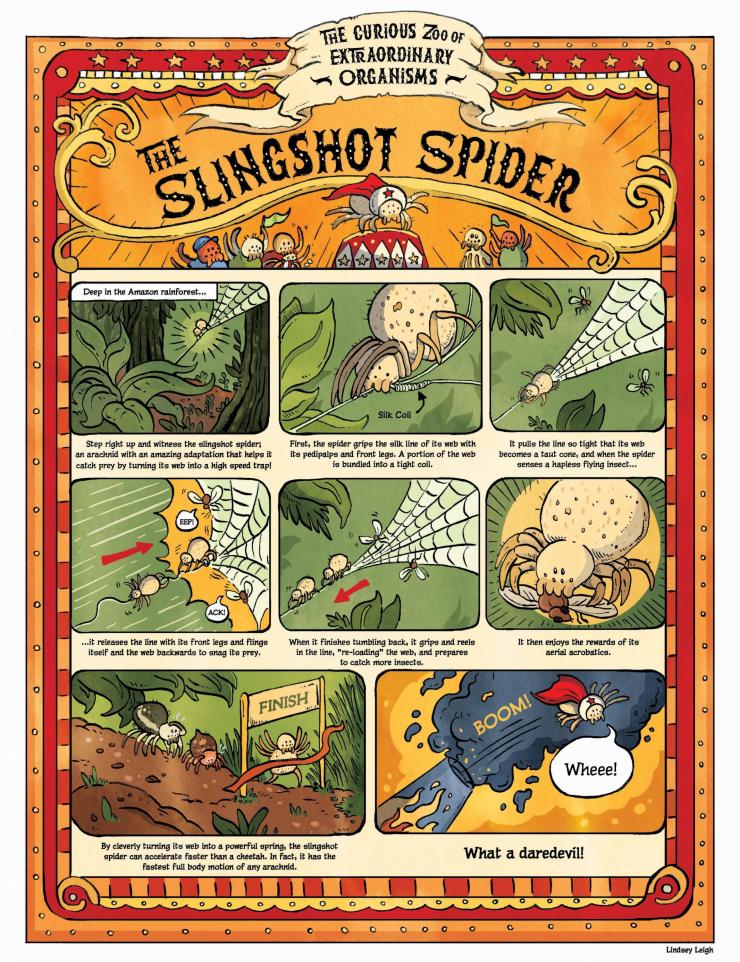 Designed for schoolchildren, this cartoon shows components of the slingshot spider's unique way of capturing insects. (Credit Lindsey Leigh)