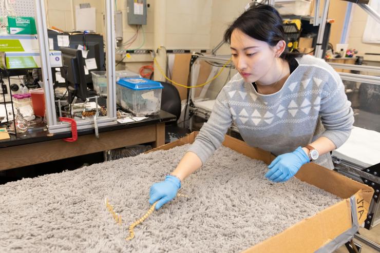 <p>Georgia Tech undergraduate student Lillian Chen demonstrates how she and colleague Alex Hubbard studied snakes as they moved through an arena covered with shag carpet to mimic sand. (Photo: Allison Carter, Georgia Tech)</p>
