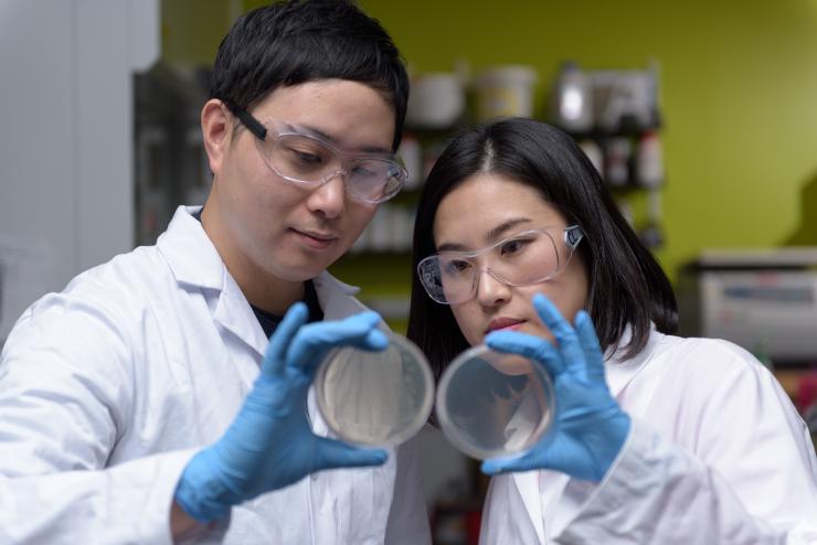 <p>Postdoctoral Fellows Won Tae Choi and Yeongseon Jang demonstrate how the growth of bacterial colonies on agar plates was used to quantify the effect of the nanotextured surface on bacterial adhesion. (Credit: Rob Felt, Georgia Tech)</p>