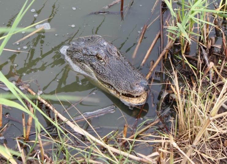 Studying alligator hearts can lead to better understanding of heart electrophysiology and how to help minimize fibrillation risk in humans. (Photo credit: Z. Owerkowicz)

 
