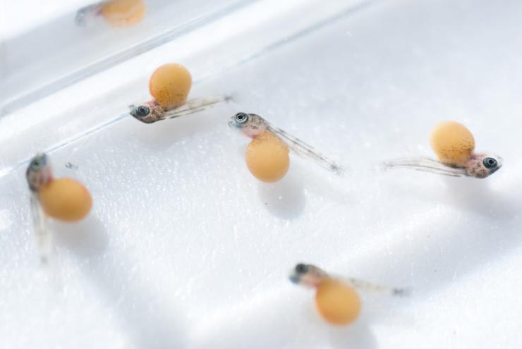 <p>Image shows Lake Malawi cichlids that are just 13 days old in the laboratory of Todd Streelman at the Georgia Institute of Technology. The fish are still attached to their yolk sacs. The research aims to understand the pathways that differentiate teeth or taste buds in embryonic fish. (Credit: Rob Felt, Georgia Tech)</p>