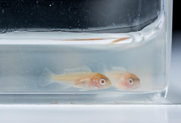 <p>Image shows juvenile Lake Malawi cichlids in the laboratory of Todd Streelman at the Georgia Institute of Technology. The research aims to understand the pathways that differentiate teeth or taste buds in embryonic fish. (Credit: Rob Felt, Georgia Tech)</p>