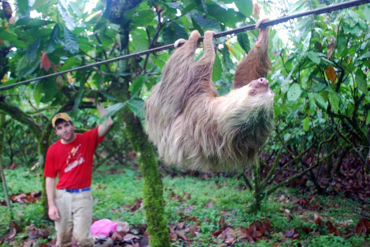 <p>Jonathan Pauli watches as a two-toed sloth moves down a cable at a cacao plantation in northeastern Costa Rica. Pauli has been collaborating with M. Zachariah Peery to study tree sloths in the field for a decade. (Photo:  M. Zachariah Peery)</p>