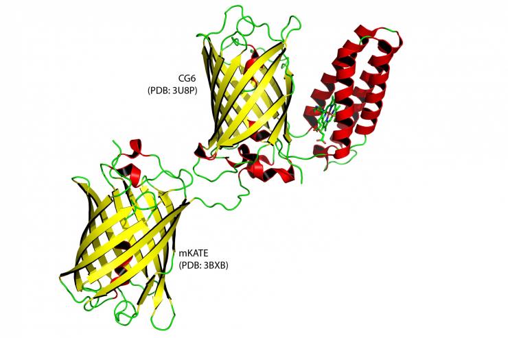 <p>Graphic rendering of a ratiometric sensor (upper right pair). It is a combination of a bacterial protein (depicted red) that attracts heme and a fluorescent protein (depicted yellow). They could be analogous to a person holding a lamp while attracting hemes to block it's light. Lower left protein is an "internal standard" fluorescent protein, a type of experimental control.</p>