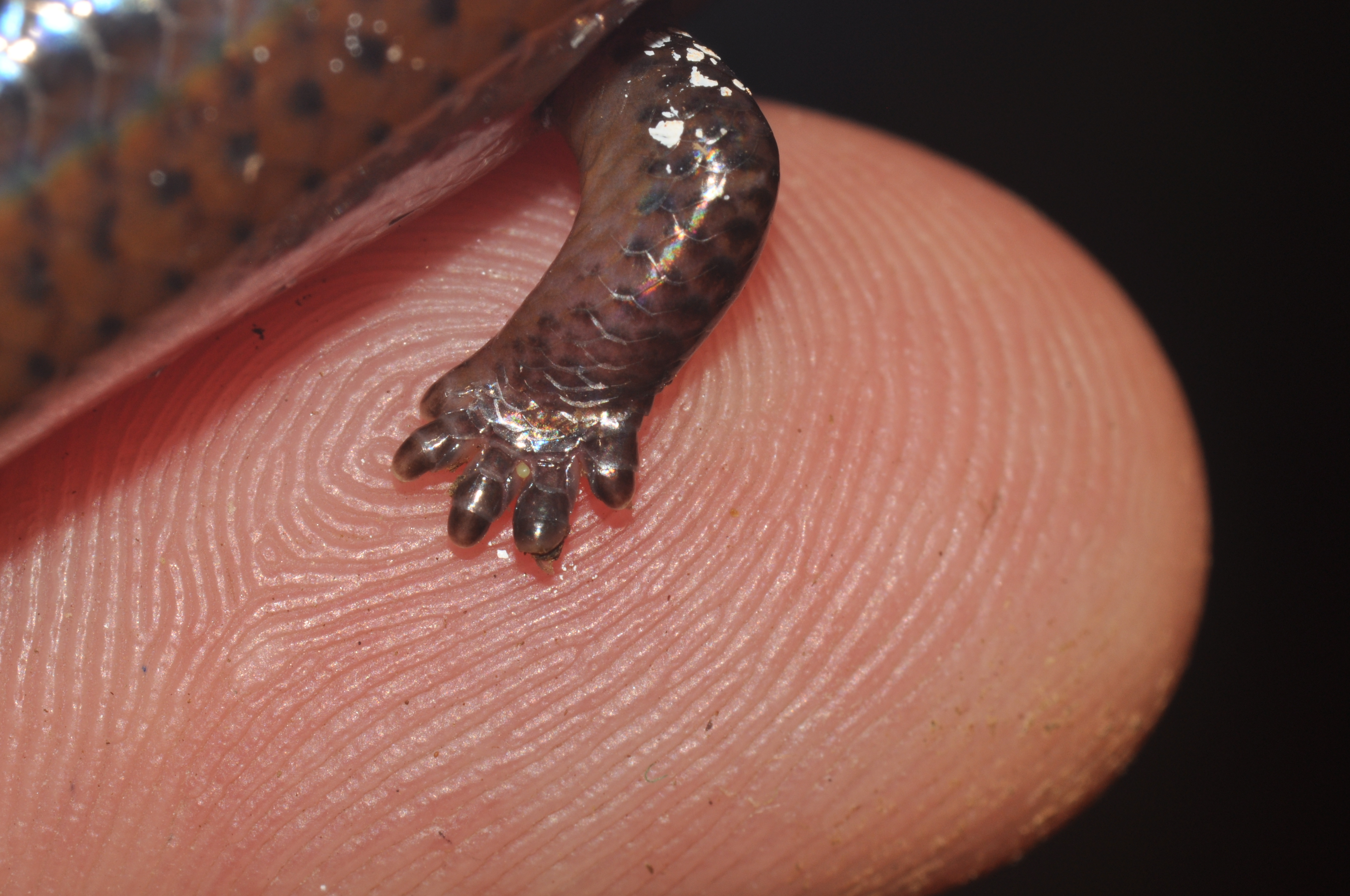 Closeup of a Brachymeles kadwa leg on a person’s finger. Credit: Philip Bergmann, Clark University