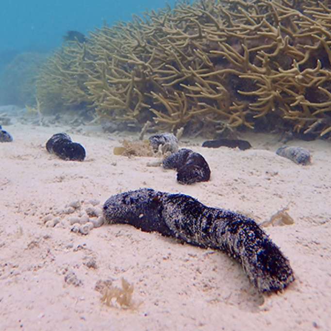 sea cucumber in foreground with coral behind it on the ocean floor