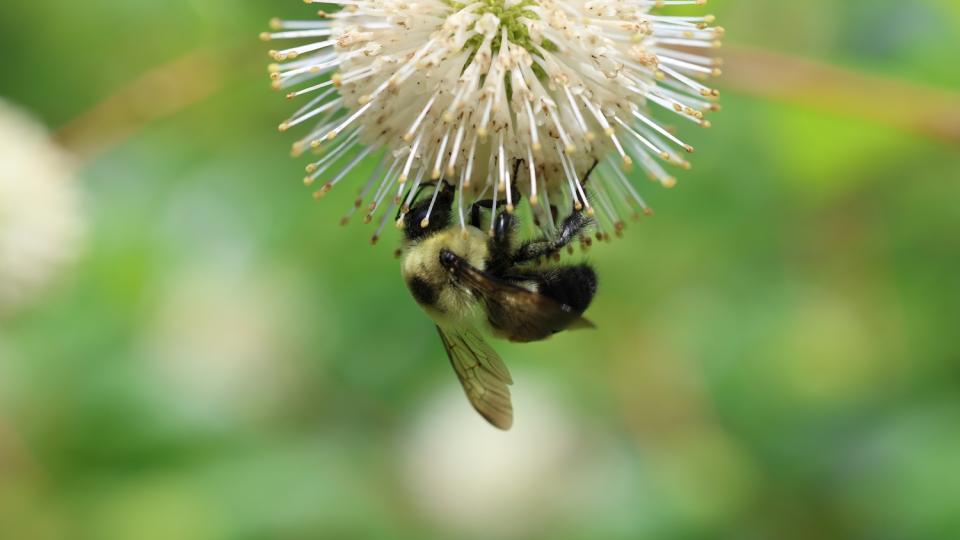 Bee on flower