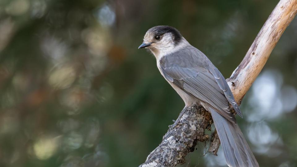 The Canada Jay is one of the birds struggling in the Pacific Northwest. (Credit: Mason Maron)