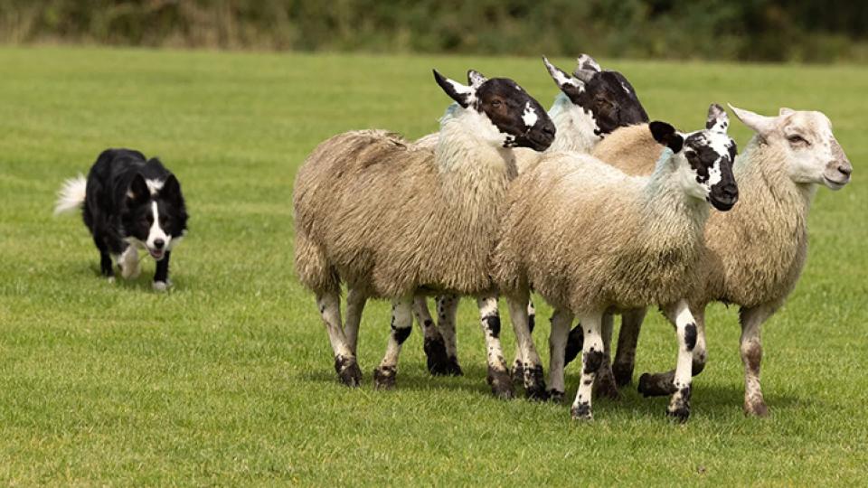 Sheepdog herding sheep