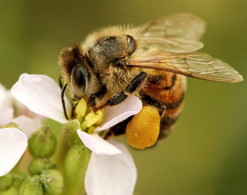 A honey bee carries a pollen pellet on its leg