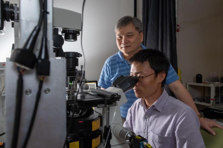 <p>BME Professor Cheng Zhu and research scientist Kaitao Li (foreground) are among the co-authors of a new Perspective article in <em>Nature Immunology</em>.</p>