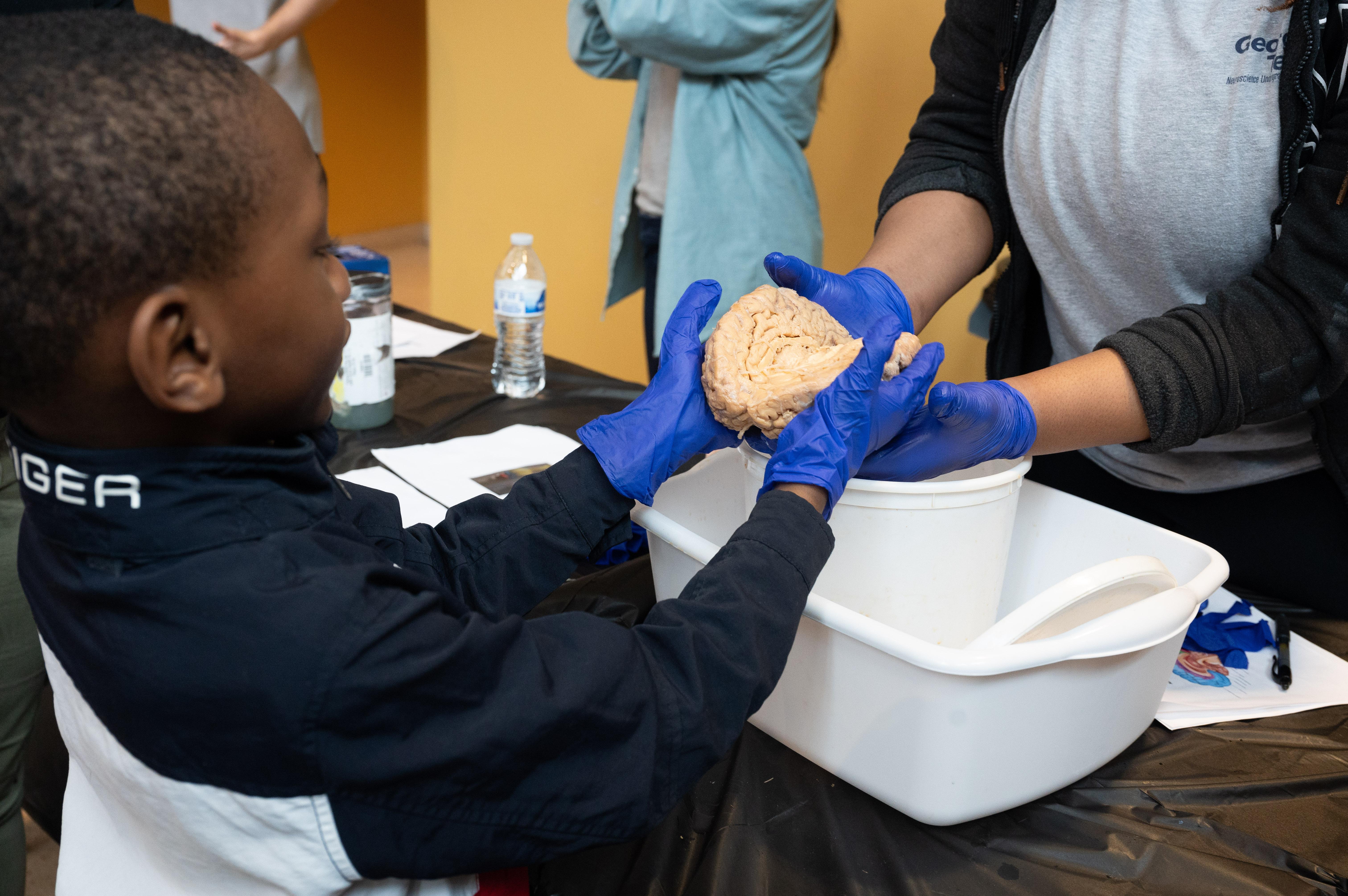 A young boy wearing blue latex gloves holds a human brain
