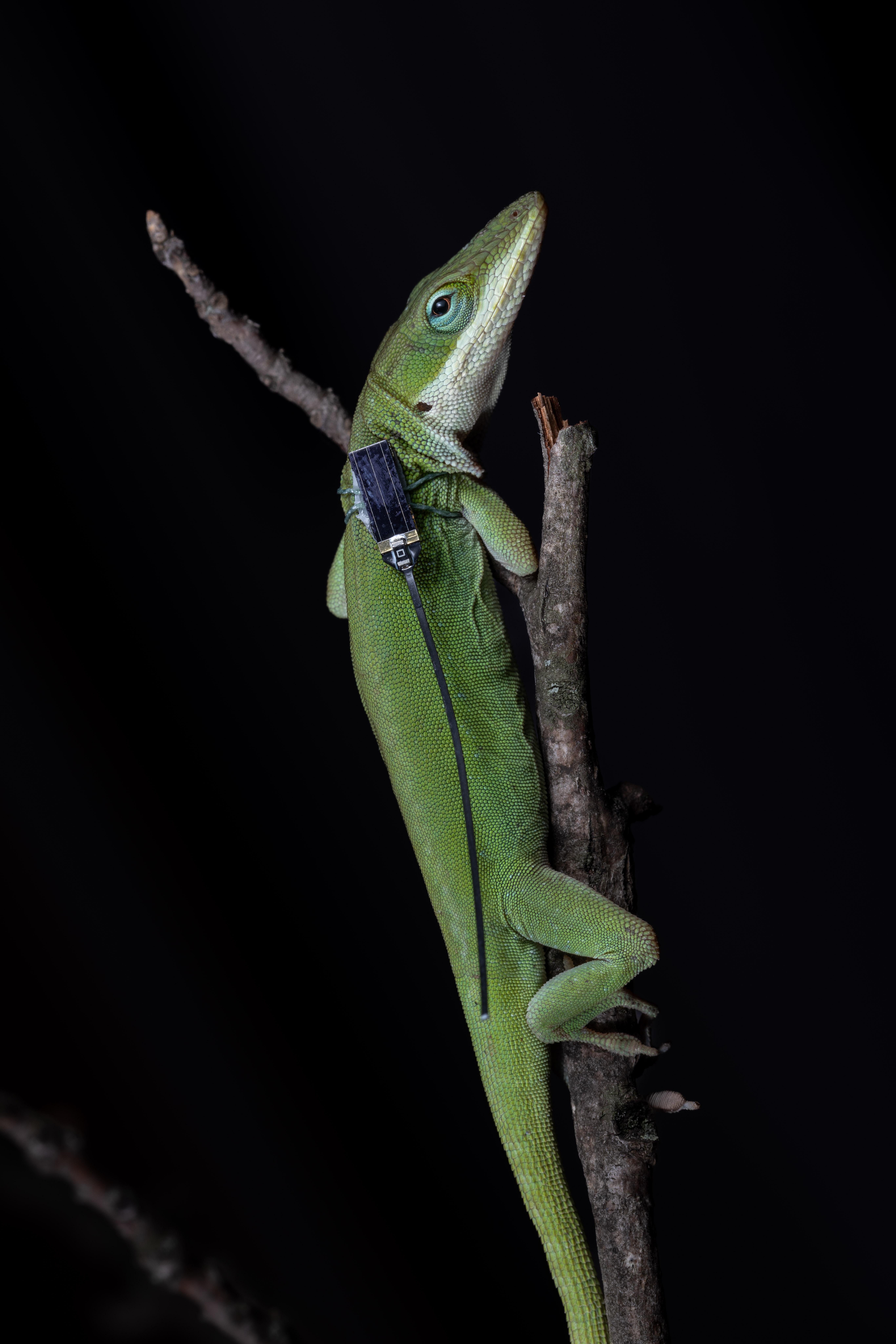 Although the sensors weigh just three-hundredths of a gram each — the same as a single grain of rice — when combined with innovations in mapping technology, they will help Stroud observe the lizards as active participants in their species’ evolution.
