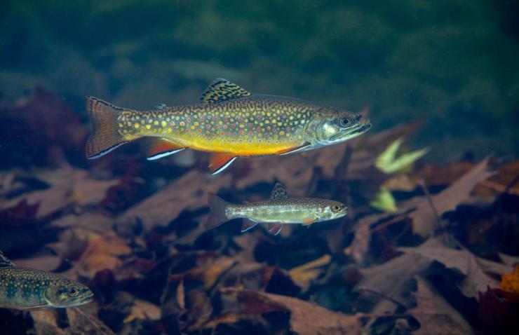 <p>Brook trout photo by <em>Ryan Hagerty</em>, <em>USFWS</em></p>
