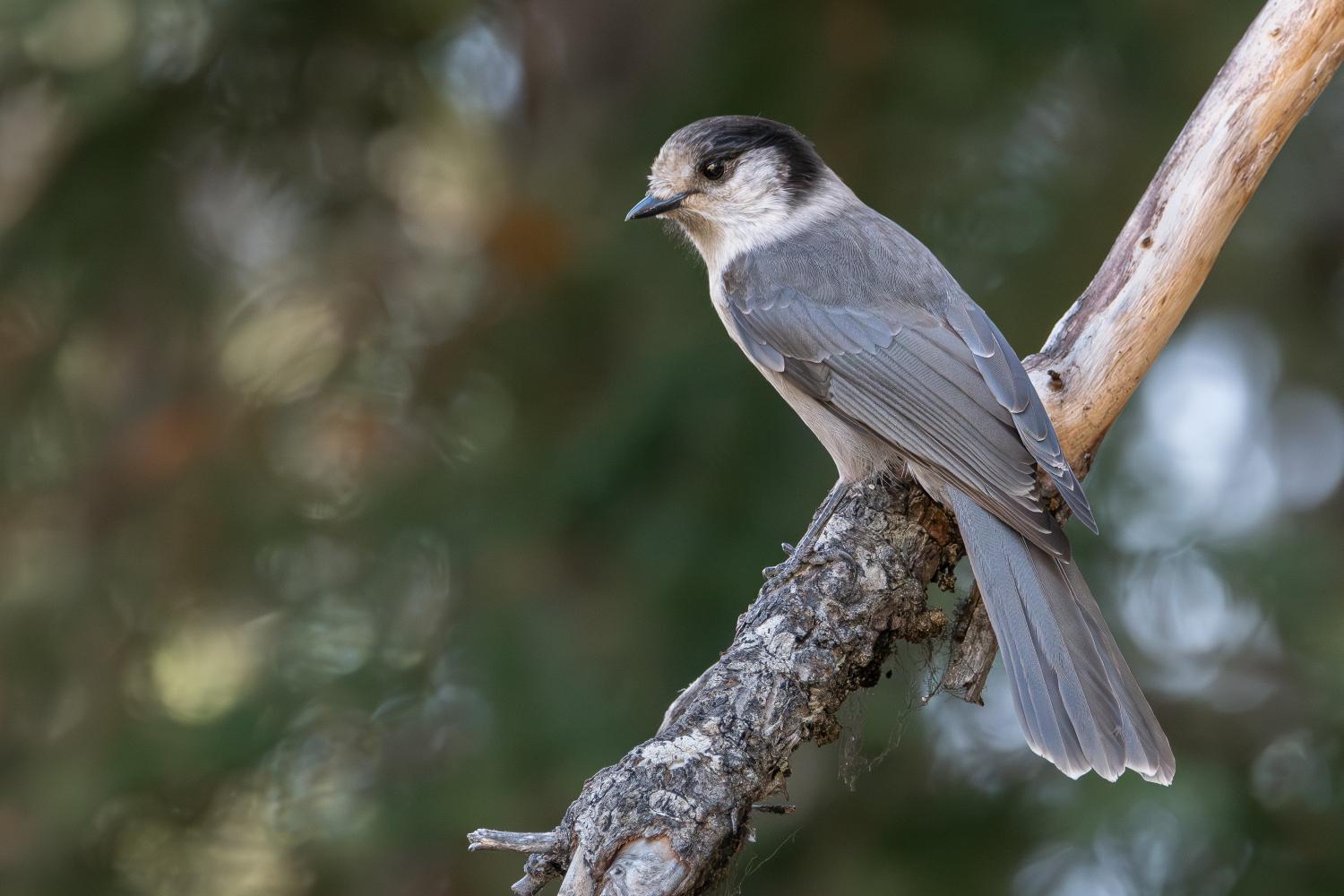 The Canada Jay is one of the birds struggling in the Pacific Northwest. (Credit: Mason Maron)