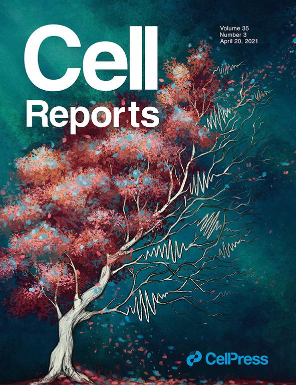 The cover image on this month's edition of Cell Reports is an artistic representation of neural activity during behavior in health (left) and Alzheimer's disease (right), with sharp wave ripples (which are associated with replay) as branches. The research results link synaptic deficits in Alzheimer's disease to dysfunction of neural activity essential for memory. Artist Annie Stewart designed this.