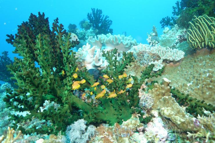 A school of small orange planktivorous fish swim around coral in the ocean.