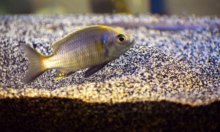 <p>A special breed of cichlid fish has allowed researchers to match up gene activation with behavior. The up and down-regulation of genes may actually be steering ritual mating behaviors. The research is potentially useful in understanding autism since some genes involved in the fish behavior have human genetic cousins implicated in autism spectrum disorder. Credit: Georgia Tech / Rob Felt</p>
