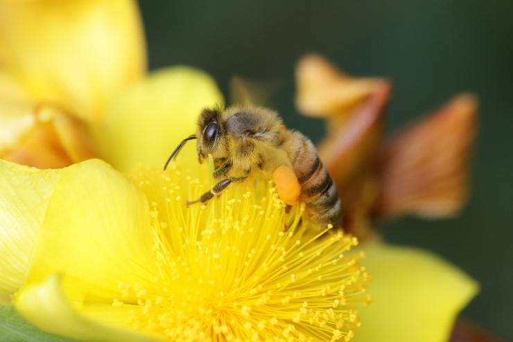 <p>Honeybee near the Student Center. Photo by Yumiko Sakurai</p>