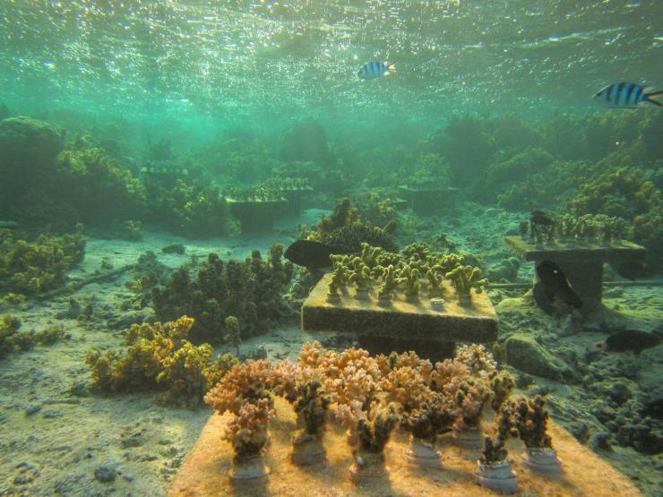 <p>Tables with coral gardens painstakingly planted by Georgia Tech researcher Cody Clements. At bottom, the close up table shows Pocillopora corals developing a pattern of death where one individual started dying and then others fell like dominos. This table was a "monoculture." It contained only one species and not a group of species. Tables with groups of species did better than monoculture tables in the same reef area off of Fiji in the Pacific. Credit: Georgia Tech / Cory Clements</p>
